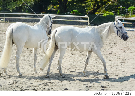 二頭の仲良しな白馬 133654228