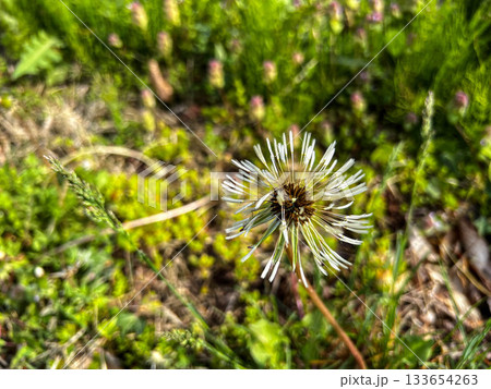 貼りついた綿毛~タンポポ~ 貼りついた綿毛~タンポポ~ 133654263