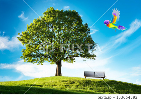 大きな木の下にあるベンチに舞い降りるカラフルな鳥 133654392