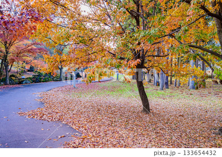 杜の都仙台 秋の七北田公園を歩む 133654432