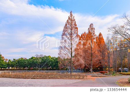 杜の都仙台 秋の七北田公園を歩む 杜の都仙台 秋の七北田公園を歩む 133654444