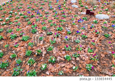 杜の都仙台 秋の七北田公園を歩む 133654445