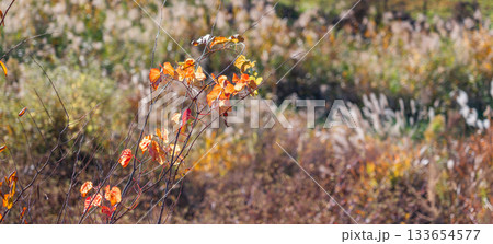 真っ赤な秋色 草紅葉 真っ赤な秋色 草紅葉 133654577