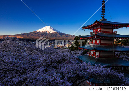 【山梨県_富士吉田市】富士山の夜明けと桜満開の新倉山浅間公園 4月 133654619