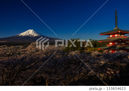 【山梨県_富士吉田市】富士山の夜明けと桜満開の新倉山浅間公園 4月 133654623