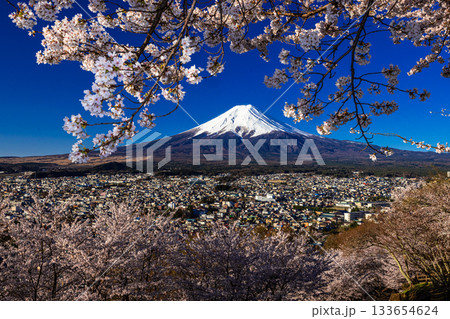 【山梨県_富士吉田市】富士山の夜明けと桜満開の新倉山浅間公園 4月 133654624