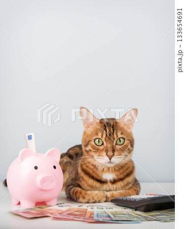 Bengal cat with piggy bank, calculator and money on minimalistic background 133654691