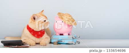Burmese cat with calculator, piggy bank and toy suitcase on minimalist background Burmese cat with calculator, piggy bank and toy suitcase on minimalist background 133654696