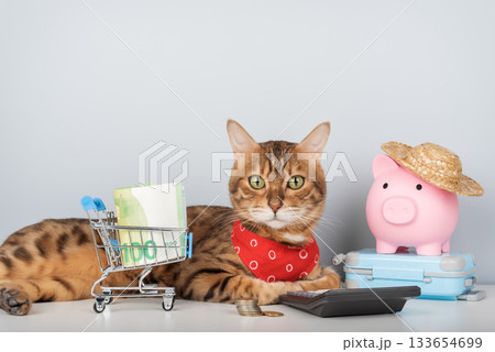 A Bengal cat with a money cart, calculator, and vacation piggy bank 133654699
