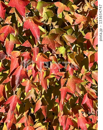 太陽に当たって綺麗に紅葉した楓の葉 太陽に当たって綺麗に紅葉した楓の葉 133654747