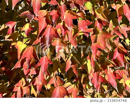 太陽に当たって綺麗に紅葉した楓の葉 太陽に当たって綺麗に紅葉した楓の葉 133654748