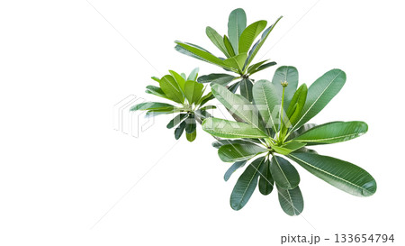 Plumeria leaf and flower cluster isolated with clipping path 133654794