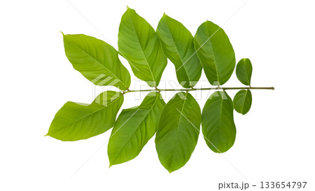 Queens flower or Lagerstroemia speciosa leaf isolated with clipping path 133654797