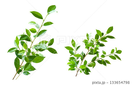 Ficus leaf isolated with clipping path Ficus leaf isolated with clipping path 133654798