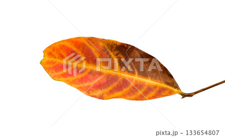 Yellow and brown Queens flower or Lagerstroemia speciosa leaf isolated with clipping path 133654807