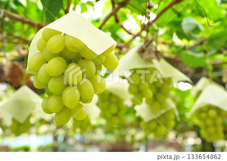 白根グレープガーデンのシャインマスカット(新潟県) 白根グレープガーデンのシャインマスカット(新潟県) 133654862