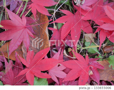 紅葉したモミジの葉 紅葉したモミジの葉 133655006