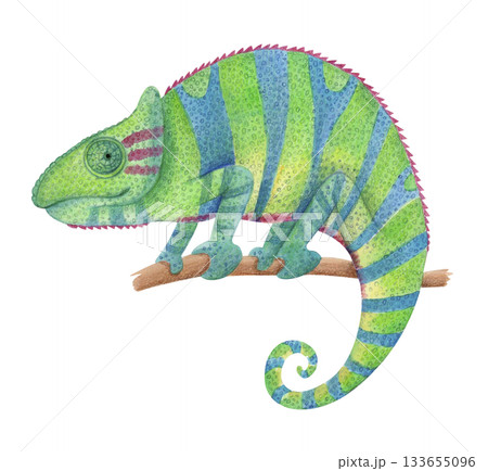 Watercolor colorful chameleon on branchのイラスト素材