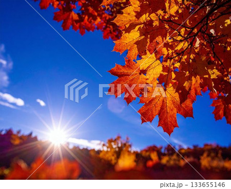 冬が近づく 133655146