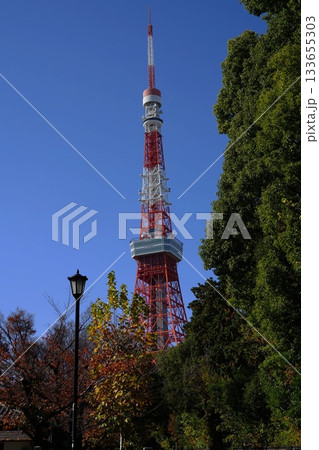 増上寺脇の道路から見た、昼の東京タワー　11月港区2297昼の東京タワー・増上寺脇の道路から 133655303