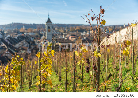 秋のムノートブドウ園を通して見るシャフハウゼンの旧市街。スイス、シャフハウゼン 秋のムノートブドウ園を通して見るシャフハウゼンの旧市街。スイス、シャフハウゼン 133655360