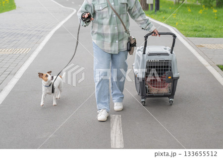 Owner walks Jack Russell Terrier and carries cage for safe travel. Owner walks Jack Russell Terrier and carries cage for safe travel. 133655512