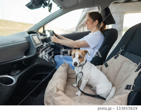 Caucasian woman travels by car with her dog. Jack Russell Terrier in a special car seat.  133655629