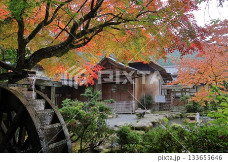 佐賀県基山町「大興善寺」の紅葉 佐賀県基山町「大興善寺」の紅葉 133655646