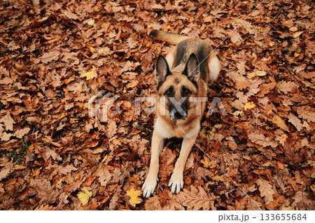 Calm German Shepherd lying on the ground covered with fallen leaves in warm autumn colors, looking attentively upward. Outdoor dog portrait in fall season Calm German Shepherd lying on the ground covered with fallen leaves in warm autumn colors, looking attentively upward. Outdoor dog portrait in fall season 133655684