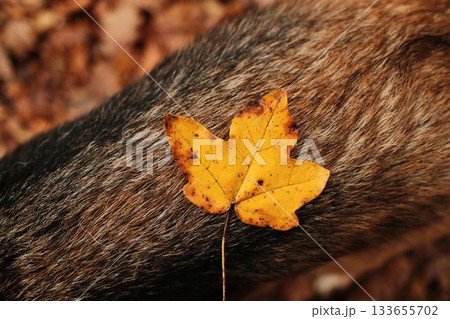 Bright yellow maple leaf resting on German Shepherd dog fur, symbolizing the beauty of autumn Bright yellow maple leaf resting on German Shepherd dog fur, symbolizing the beauty of autumn 133655702
