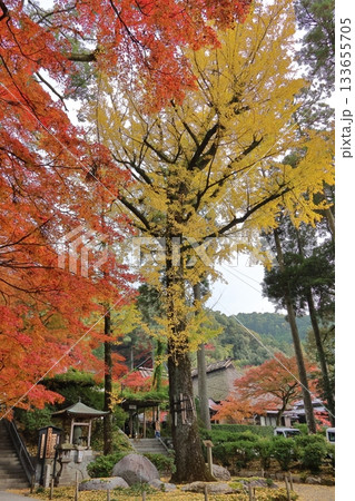 佐賀県基山町「大興善寺」の紅葉 133655705