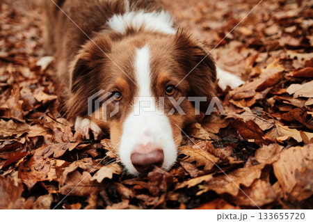 Close-up portrait of brown Australian Shepherd lying on fallen leaves, showing gentle eyes and relaxed mood. Outdoor dog portrait in fall season 133655720