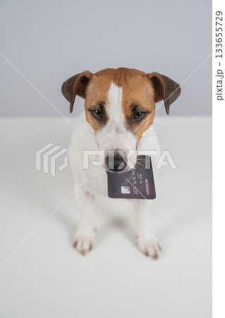 Jack Russell Terrier Dog Holding Credit Card. Jack Russell Terrier Dog Holding Credit Card. 133655729