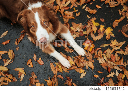 Brown and white Australian Shepherd lying on wet asphalt covered with colorful autumn leaves, looking up with gentle eyes. Outdoor dog portrait in fall season Brown and white Australian Shepherd lying on wet asphalt covered with colorful autumn leaves, looking up with gentle eyes. Outdoor dog portrait in fall season 133655742