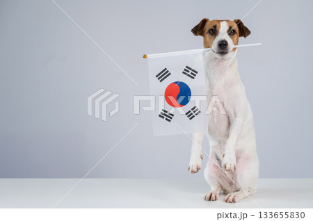 Jack Russell Terrier dog holding South Korea flag on white background. Copy space.  133655830