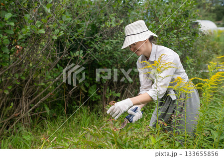 Young Caucasian woman trimming bushes.  133655856