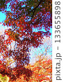 紅葉したもみじ 133655898