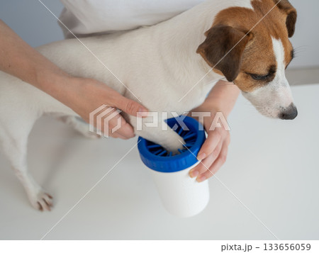 The owner washes the dog's paws in a special device. The owner washes the dog's paws in a special device. 133656059