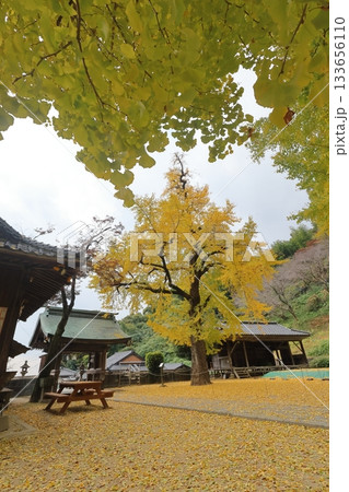 佐賀県みやき町「綾部八幡神社」の銀杏 133656110