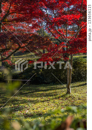 真っ赤な紅葉の木陰にある公園のベンチ 真っ赤な紅葉の木陰にある公園のベンチ 133656115