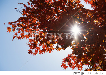 赤と青のコントラスト 逆光に透ける鮮やかなモミジ 133656117