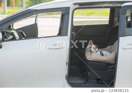 Jack Russell Terrier Dog in a Special Car Seat.  133656133