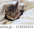 白いブランケットにくるまれて微睡む、キジトラの癒し 133656203
