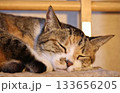 暖かい光の中で熟睡、三毛猫の至福の寝顔アップ 133656205
