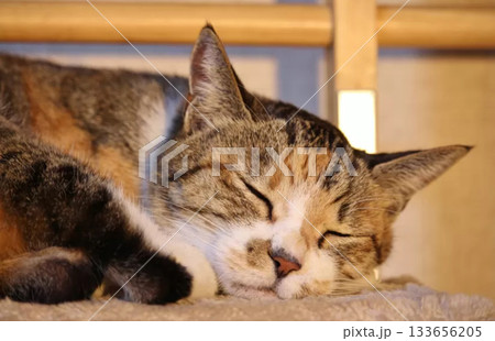 暖かい光の中で熟睡、三毛猫の至福の寝顔アップ 133656205