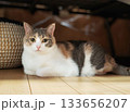 フローリングで休憩する、凛とした三毛猫の視線 133656207