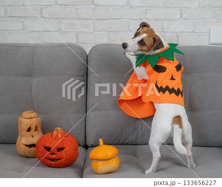 Jack Russell Terrier dog in pumpkin costume next to jack o lantern on sofa. Jack Russell Terrier dog in pumpkin costume next to jack o lantern on sofa. 133656227