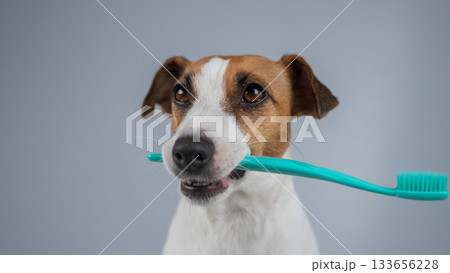 Jack Russell Terrier Dog Holding a Toothbrush in His Mouth. Jack Russell Terrier Dog Holding a Toothbrush in His Mouth. 133656228