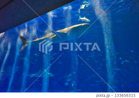 水族館で泳ぐジンベイザメ 133656315