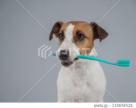 Jack Russell Terrier Dog Holding a Toothbrush in His Mouth. Jack Russell Terrier Dog Holding a Toothbrush in His Mouth. 133656526